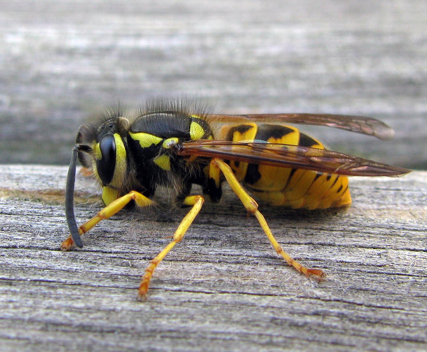 Vespula germanica (Vespidae)